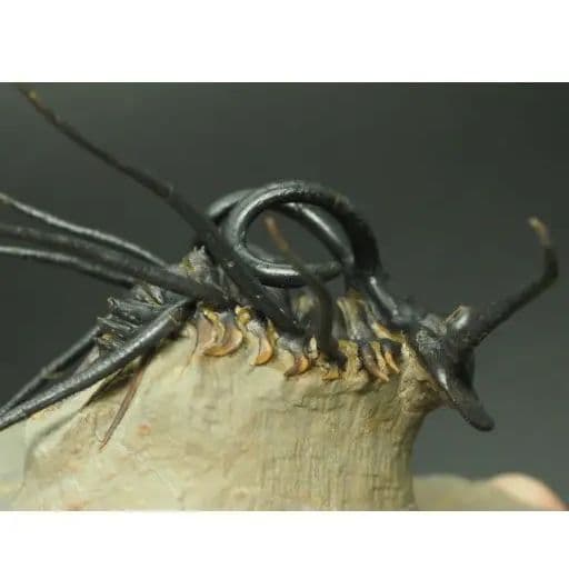 化石標本　骨格　三葉虫　ディクラヌルス　極美麗　特級標本