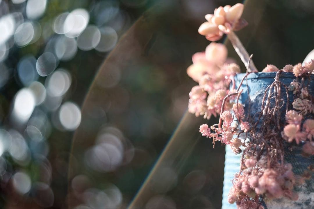 【美品】OLYMPUS F.Zuiko Auto-S 38mm f1.8