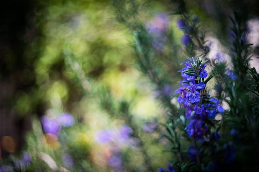 【美品】OLYMPUS F.Zuiko Auto-S 38mm f1.8