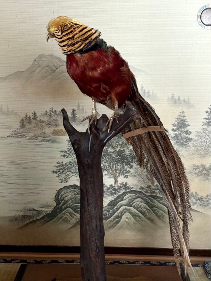 金鶏鳥剥製　錦鶏鳥　ガラスケース入り　置物