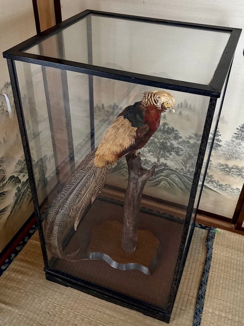 金鶏鳥剥製　錦鶏鳥　ガラスケース入り　置物