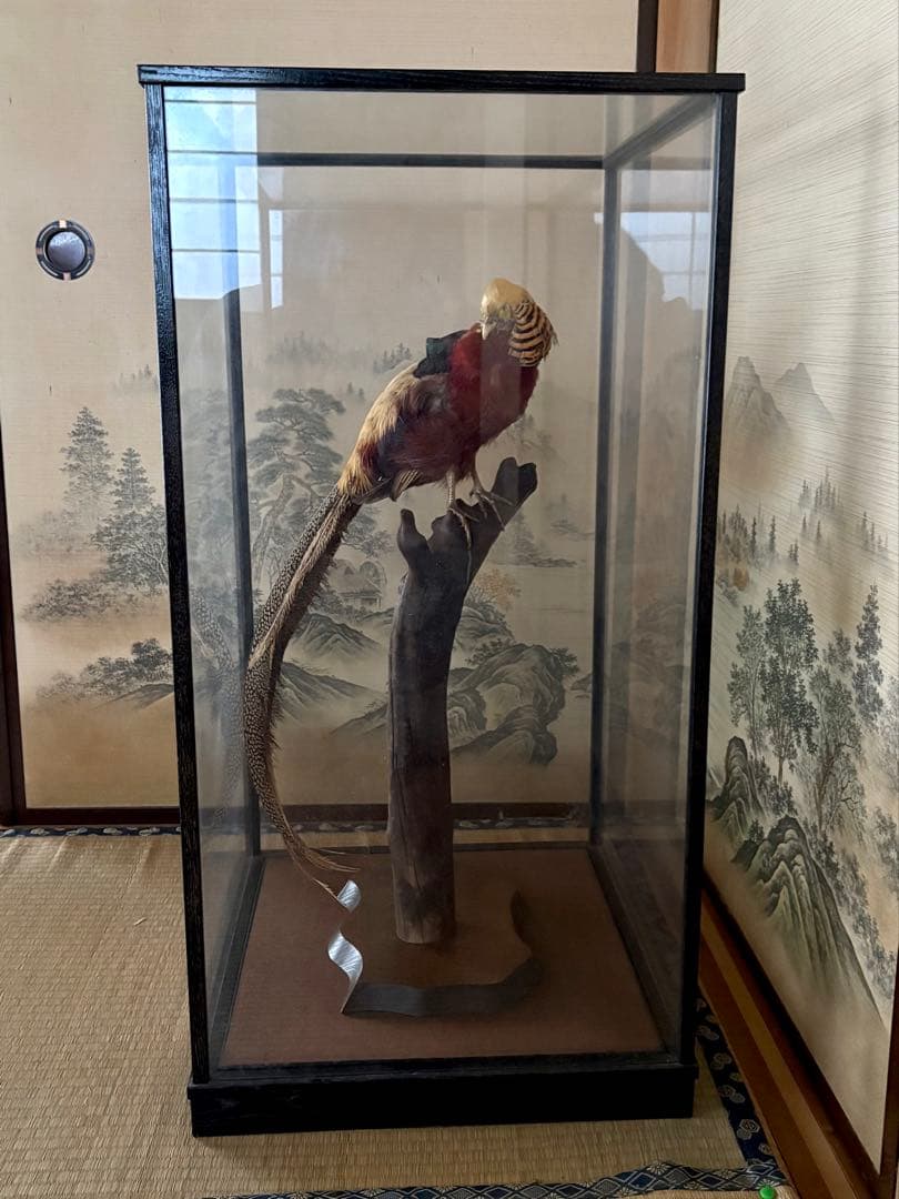 金鶏鳥剥製　錦鶏鳥　ガラスケース入り　置物