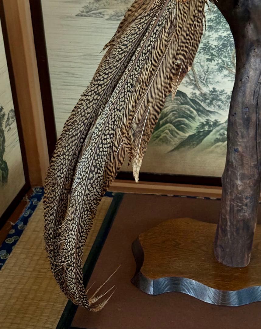 金鶏鳥剥製　錦鶏鳥　ガラスケース入り　置物