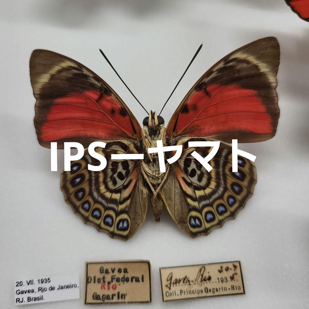 特別価格　コレクションシリーズ　激レアアグリアス