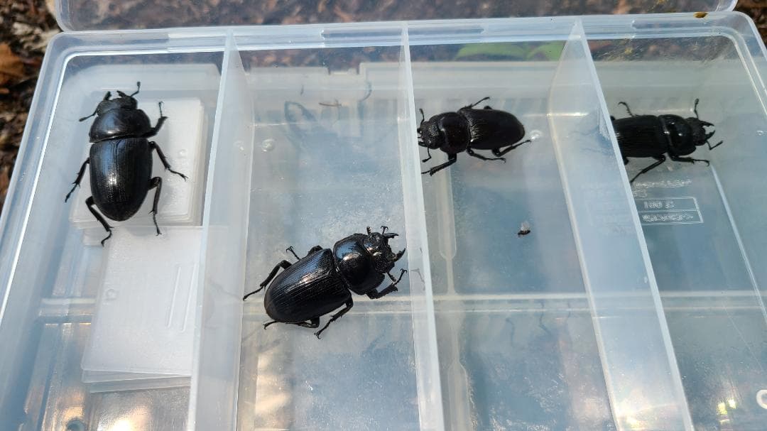 灯火採集 HID2灯ライト 55Ｗ×2 6000Ｋ 紫外線強化 三脚付