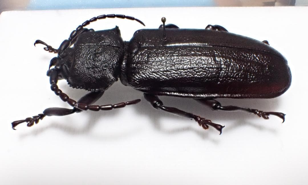 特大　超希少　P.N.G　ベニゲセニオオチャイロウスバカミキリ　標本