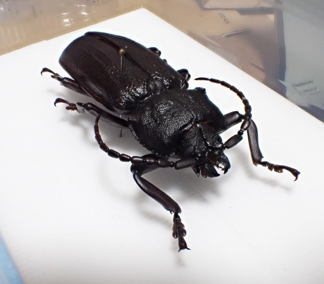 特大　超希少　P.N.G　ベニゲセニオオチャイロウスバカミキリ　標本