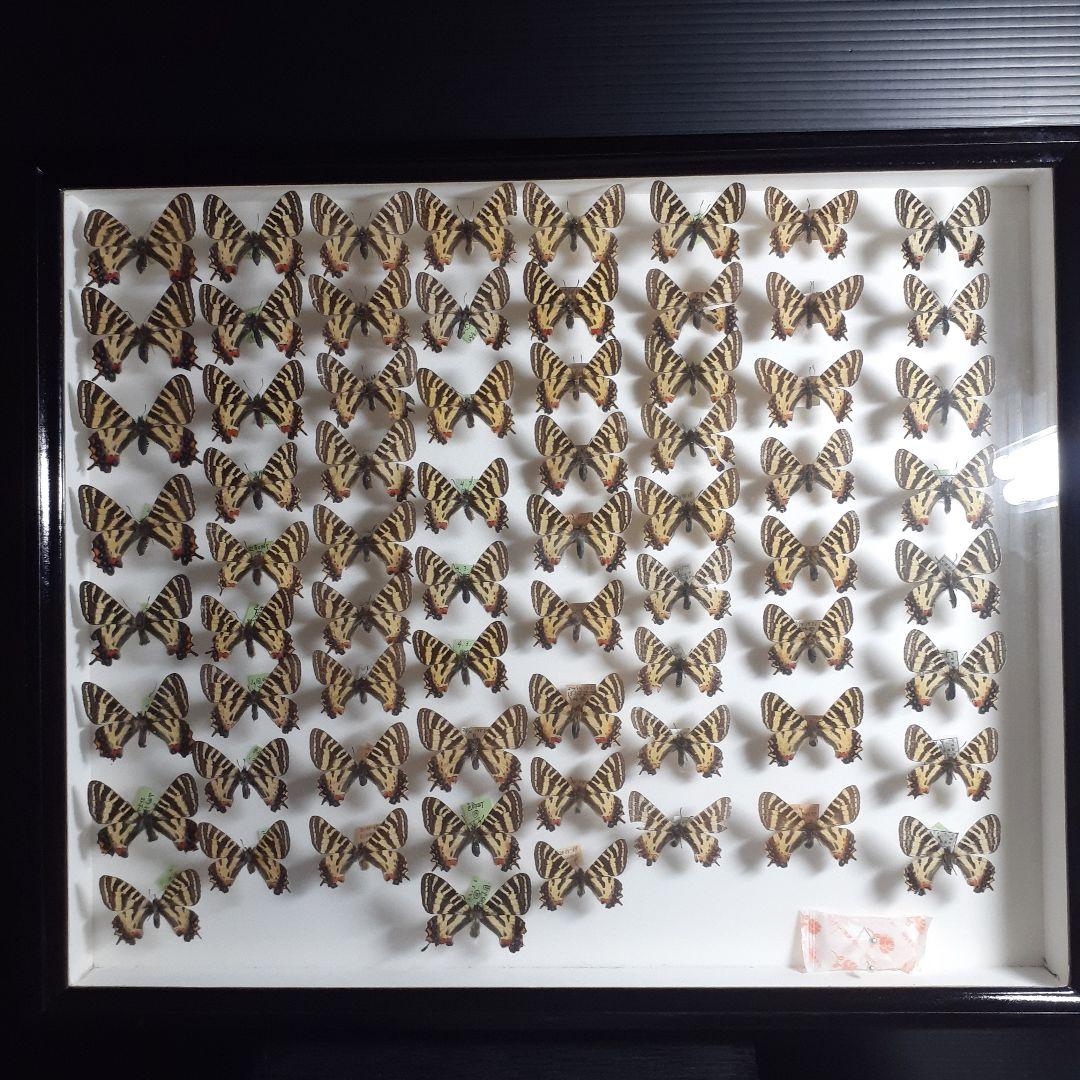 蝶標本　ギフチョウ、ヒメギフチョウ等４種100頭、大型ドイツ標本箱二箱入りセット