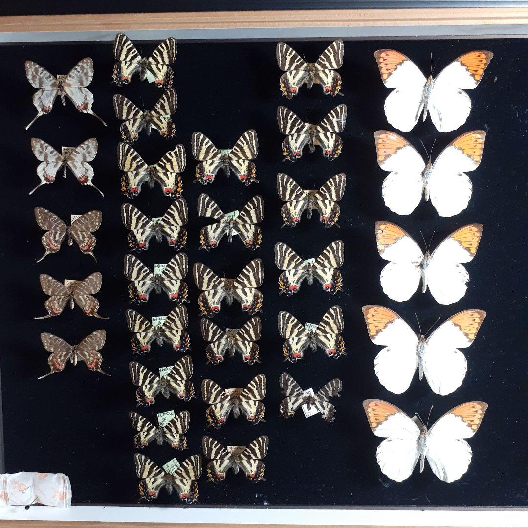 蝶標本　ギフチョウ、ヒメギフチョウ等４種100頭、大型ドイツ標本箱二箱入りセット