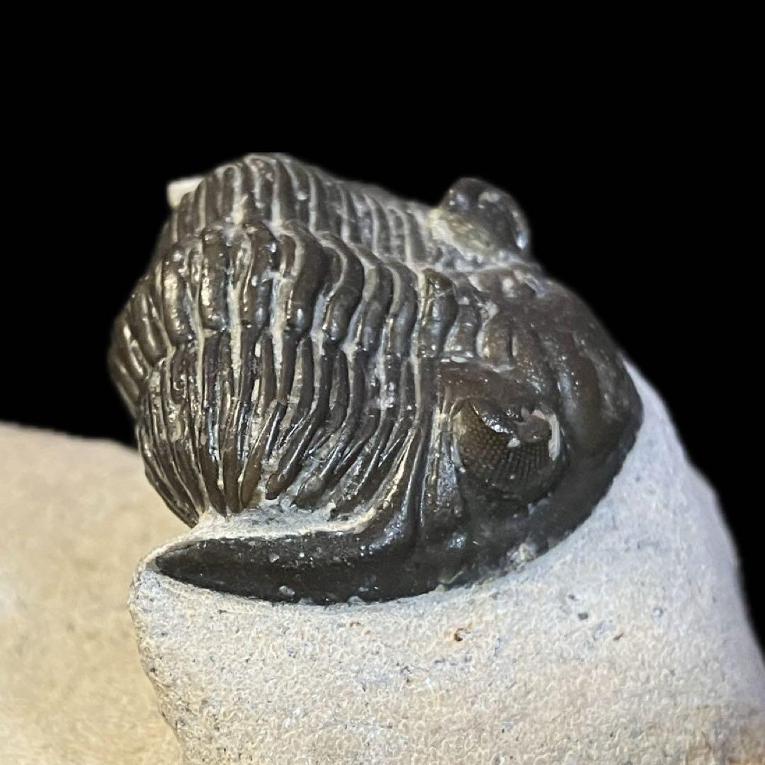 メタカンティナ　canthina　三葉虫　化石　モロッコ 産