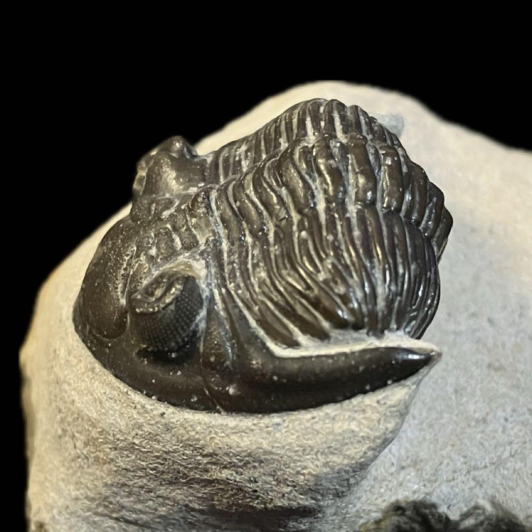 メタカンティナ　canthina　三葉虫　化石　モロッコ 産