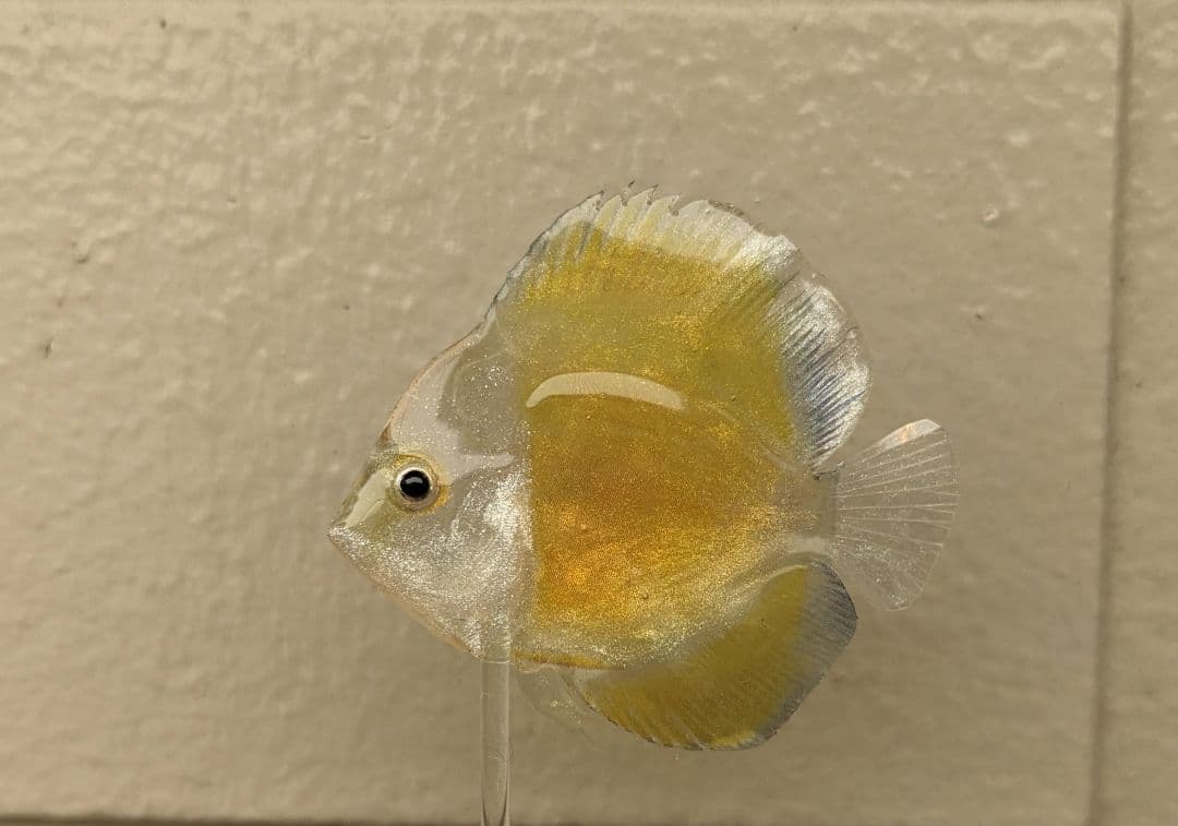 確認用　ゴールデンマルボロレッド