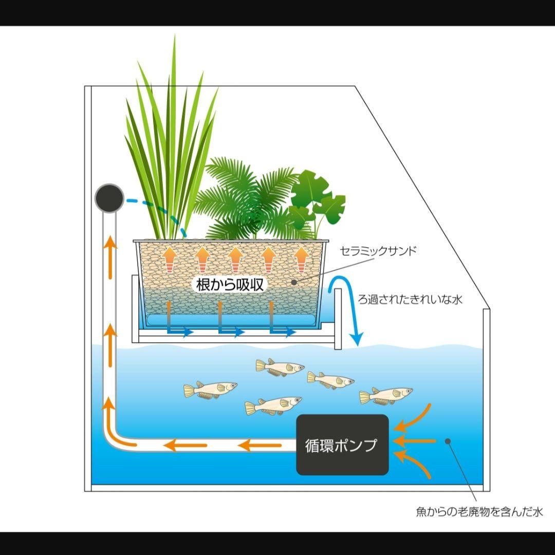 水草水槽　アクアテラリウム　水槽セット