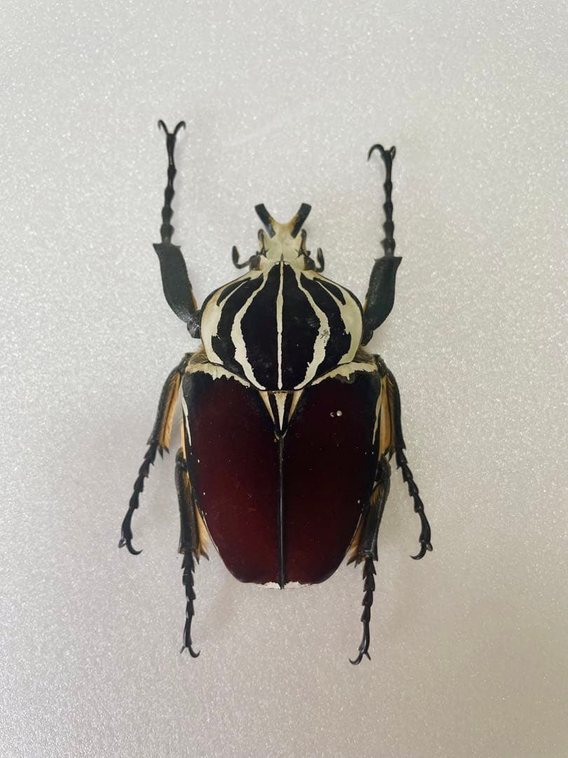 ゴライアス・ゴライアス（1オス、コンゴ産）