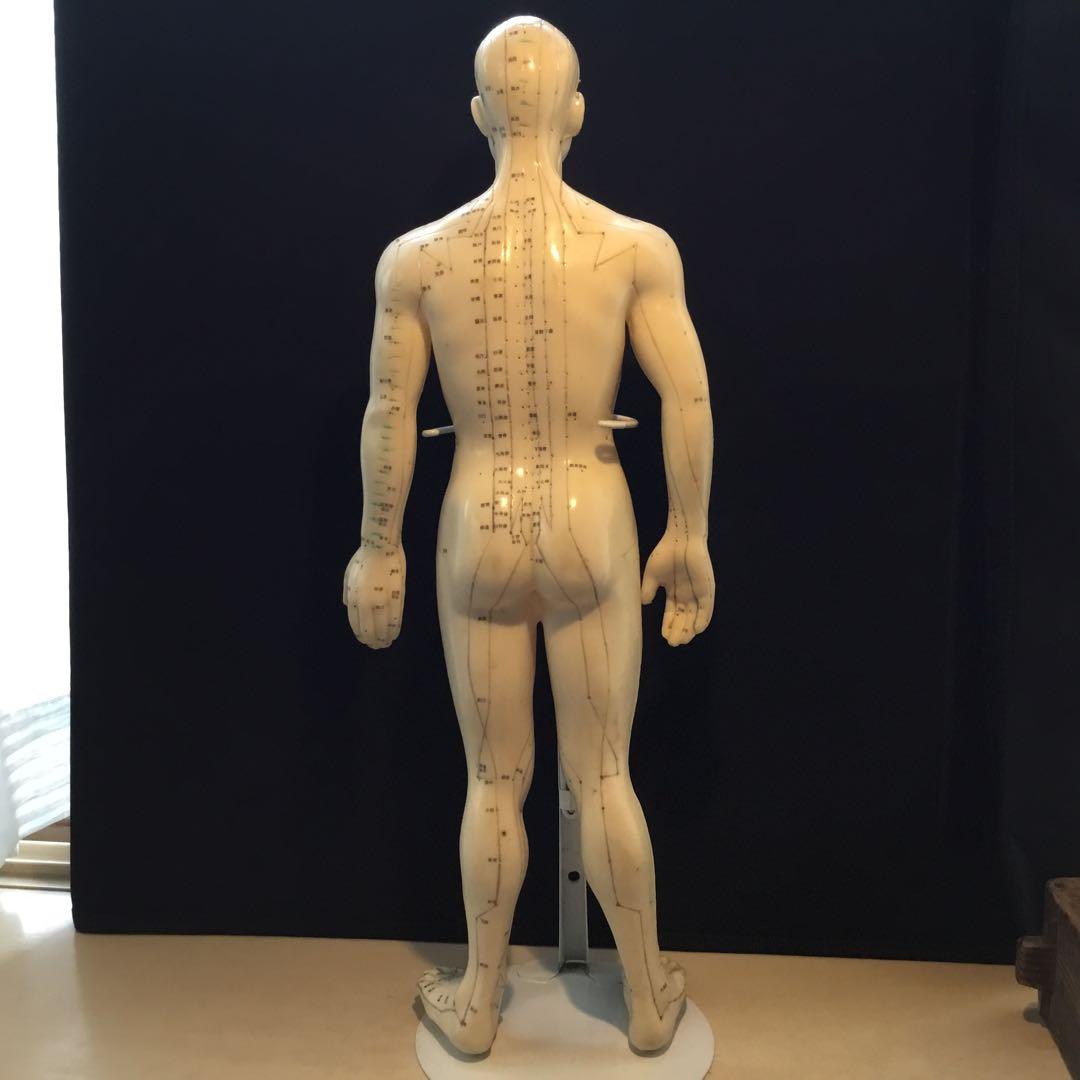 鍼灸経穴人体模型　コンプリート　中国鍼灸男性人体模型　耳　足　手
