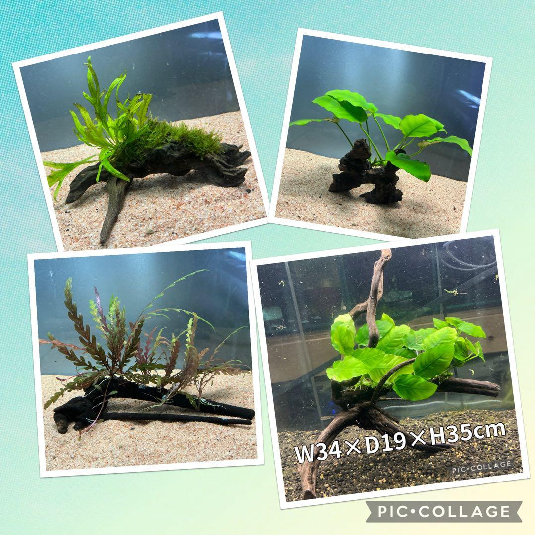 ☆atsupapa☆様 リクエスト 4点 まとめ商品　水草