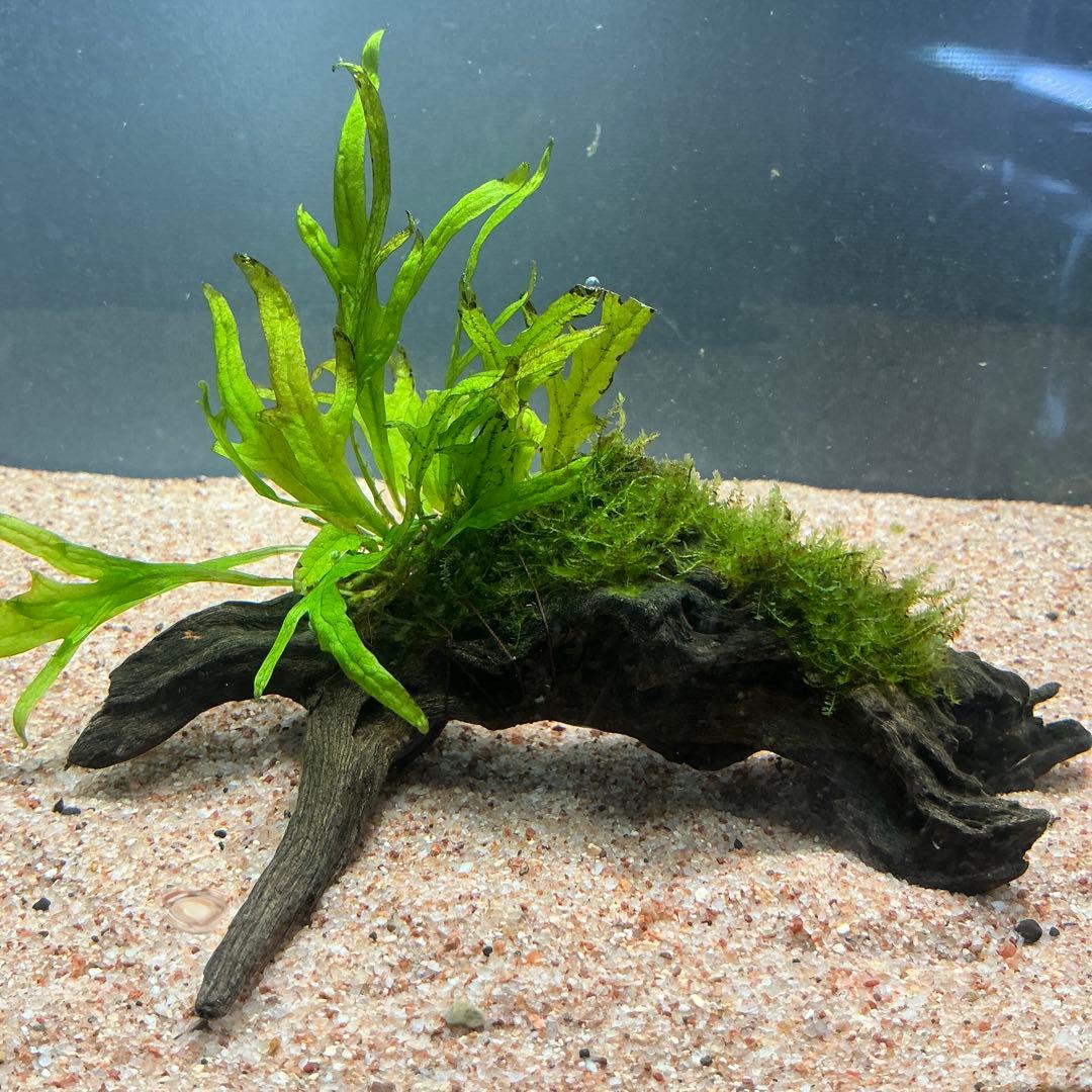 ☆atsupapa☆様 リクエスト 4点 まとめ商品　水草