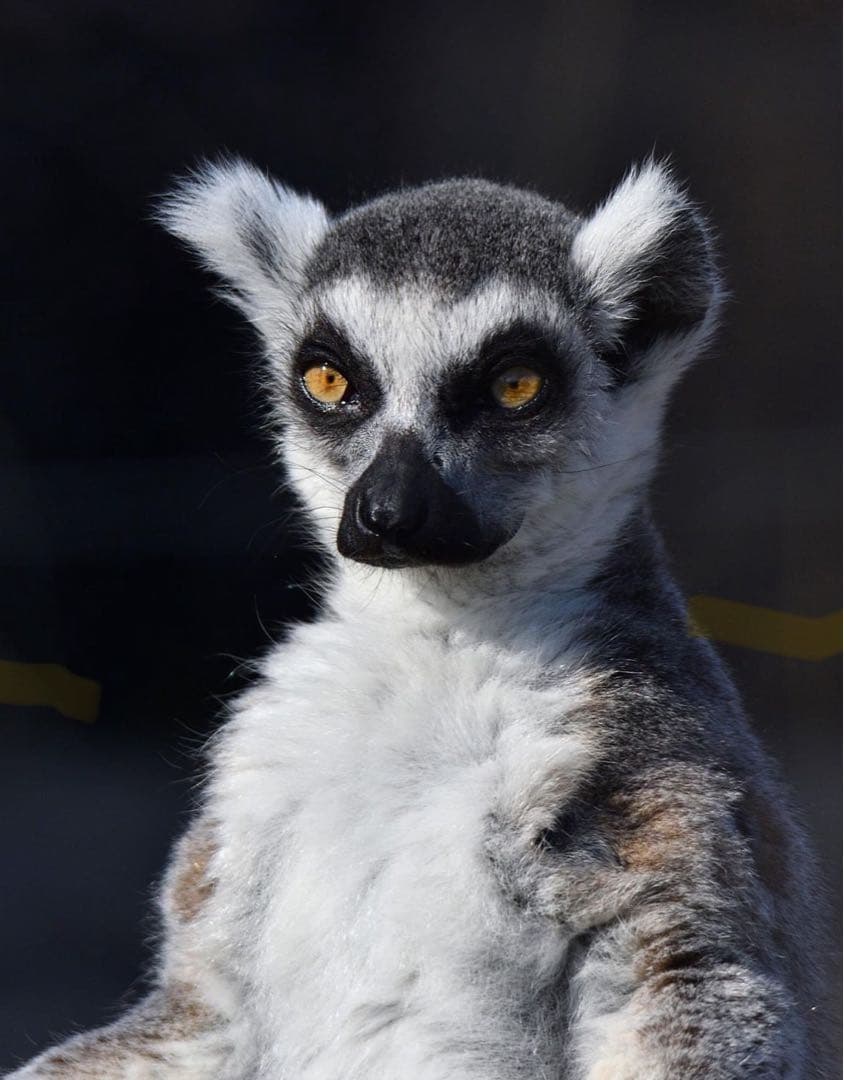 【超美品】タムロン 150-600 G2 ニコン用 + タップインコンソール！