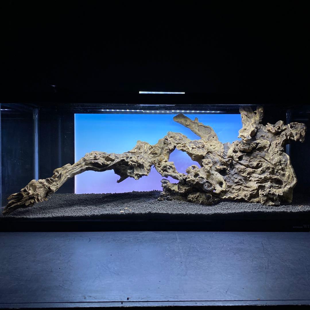 MJW-6434 「特大」ジンジャーウッド　90cm水槽用　天然流木2本セット