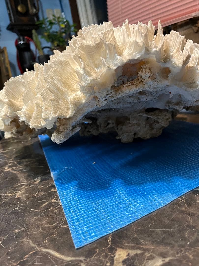 超特大珊瑚礁、直径66センチ、ナガレハナサンゴ、飾りサンゴ、海水魚、白化珊瑚