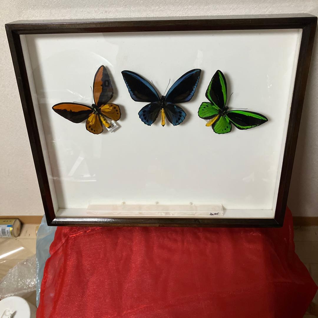 アカ、アオ、ミドリトリバネアゲハ♂ ドイツ標本箱入り