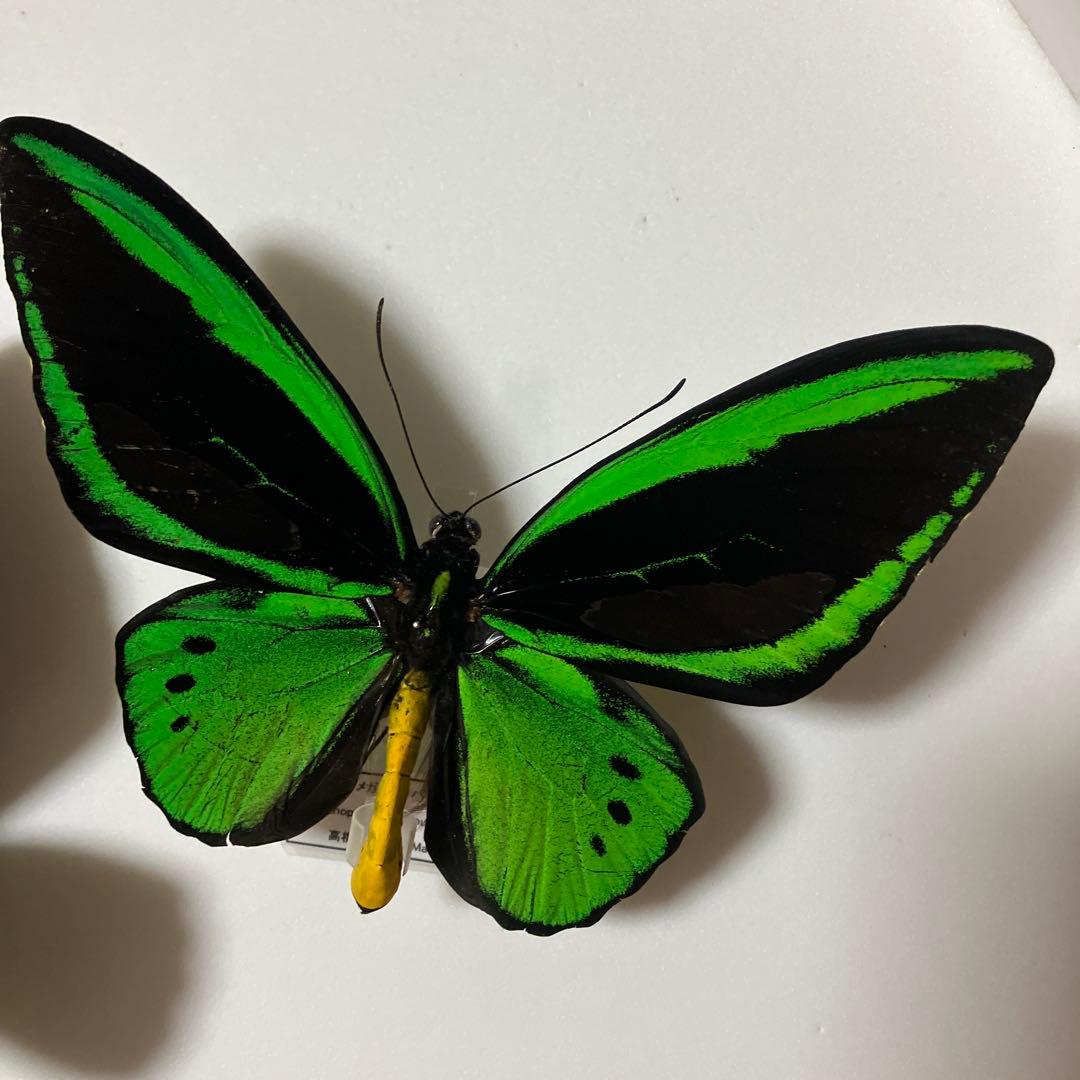アカ、アオ、ミドリトリバネアゲハ♂ ドイツ標本箱入り