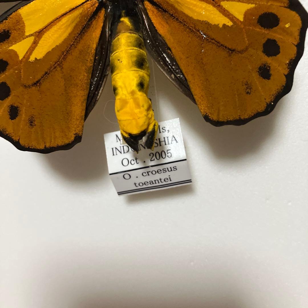 アカ、アオ、ミドリトリバネアゲハ♂ ドイツ標本箱入り