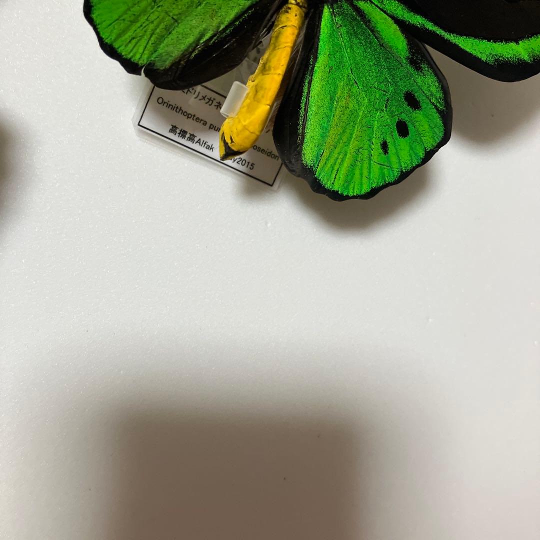 アカ、アオ、ミドリトリバネアゲハ♂ ドイツ標本箱入り