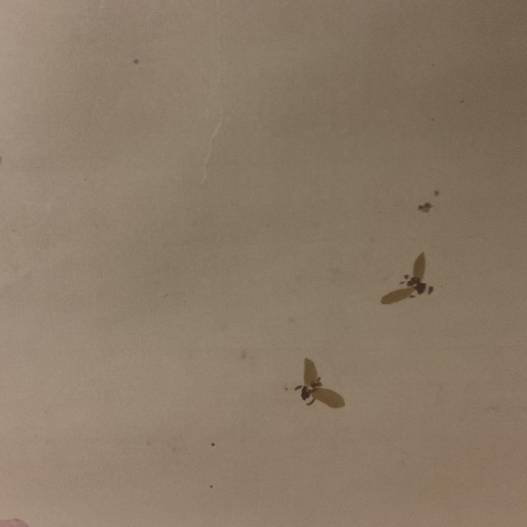 作者不詳作 絹本 花鳥画 【薔薇に花虻図】 表具 作品共経年経過