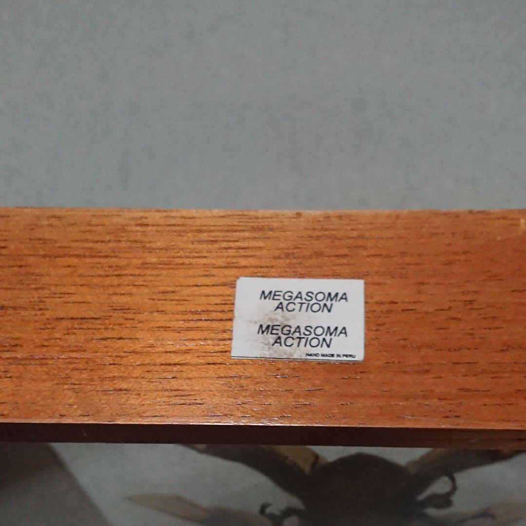 アクティオンゾウカブト標本♂♀