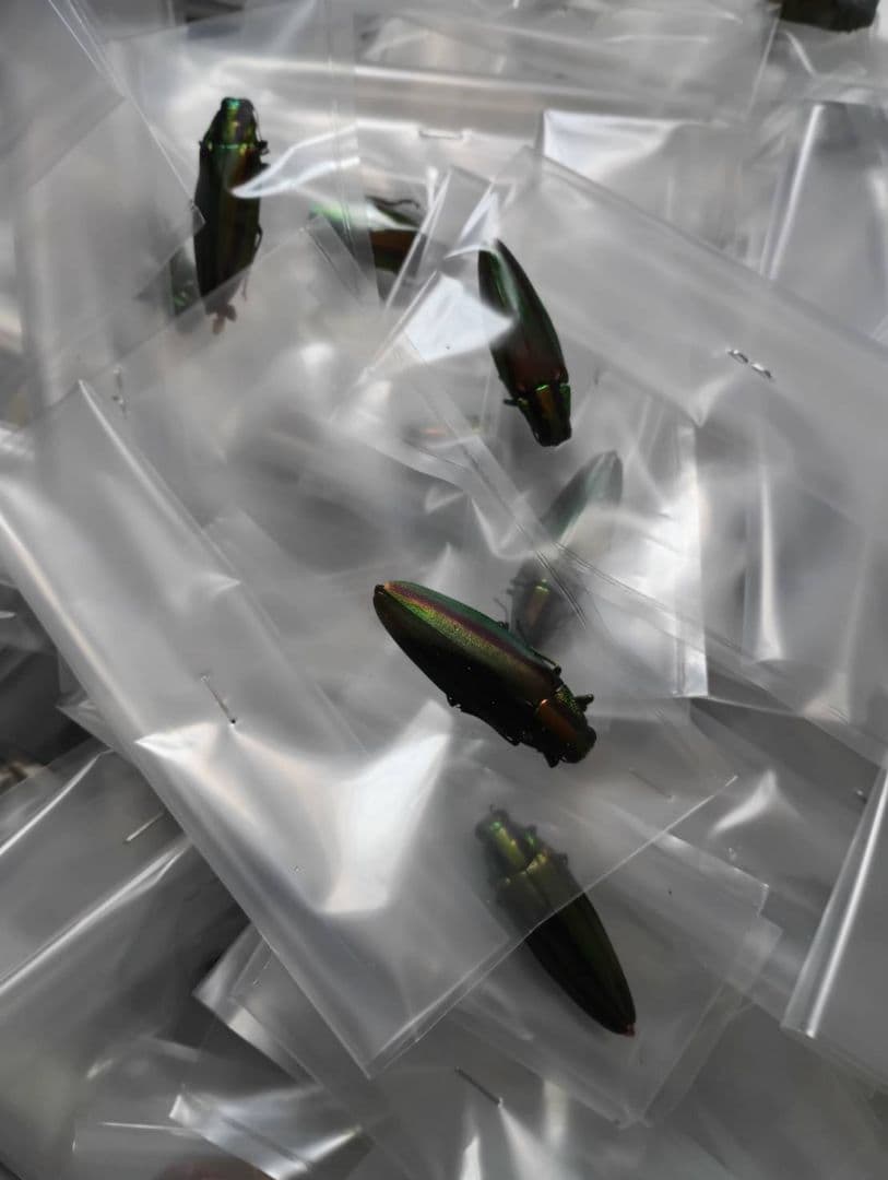 ヤマトタマムシ昆虫標本 90匹セット