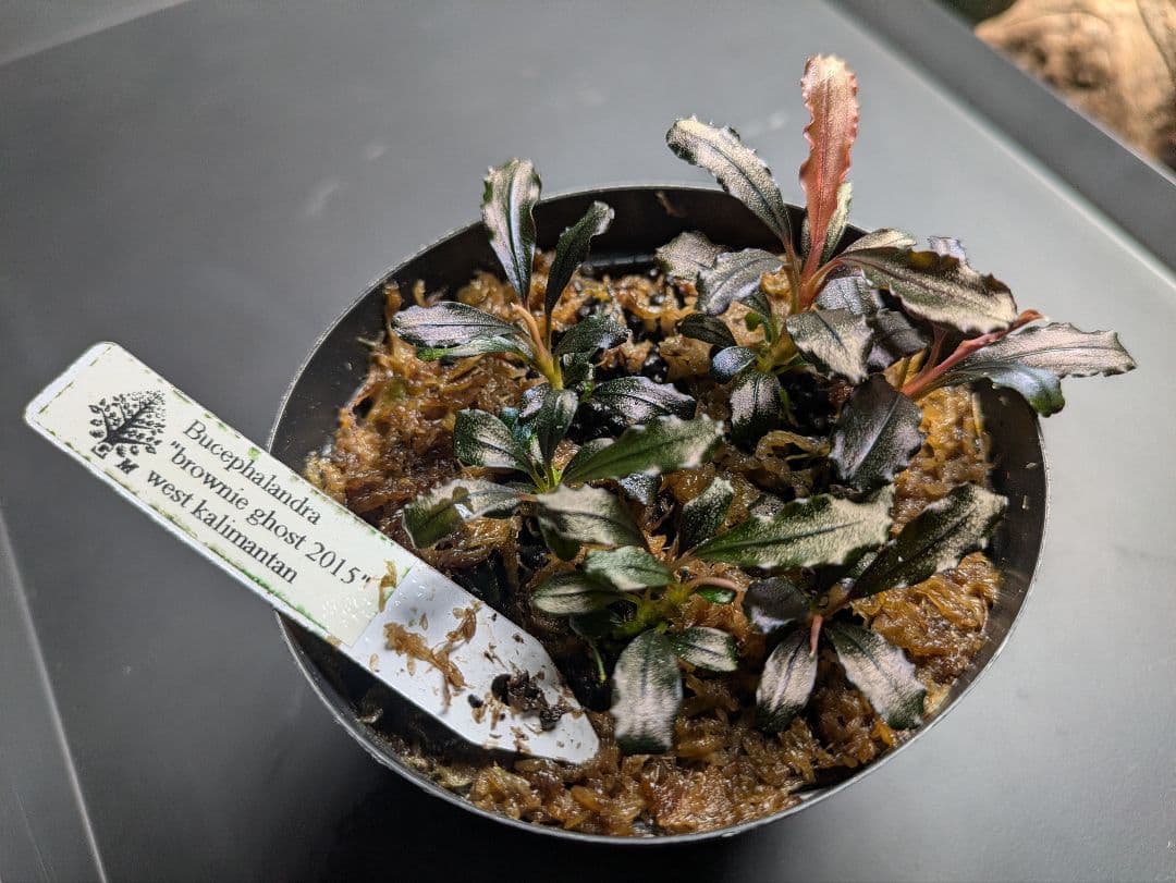 水草 Bucephalandra sp.Ghost west kalimantan