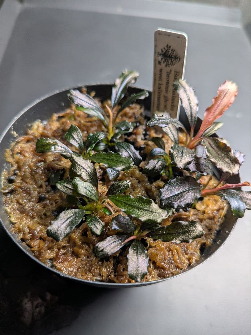 水草 Bucephalandra sp.Ghost west kalimantan