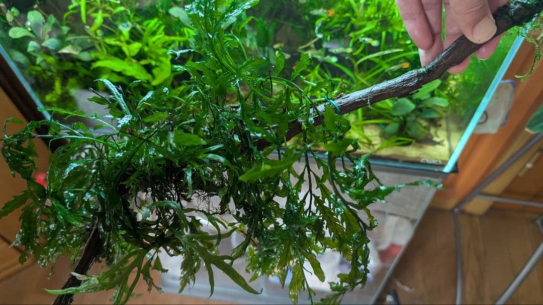 ボルビティスヒュディロティ大株（葉約30枚）とトライデントとウィローモス活着流木