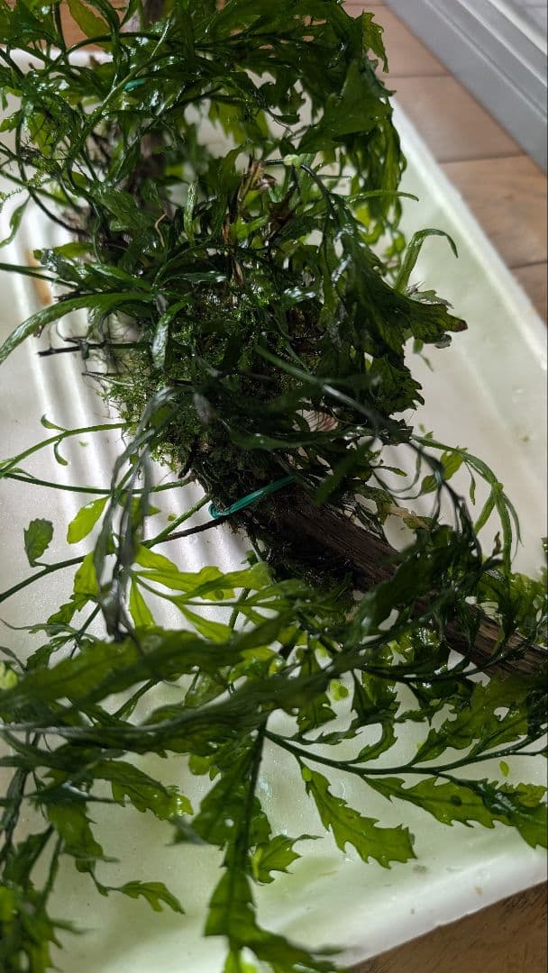 ボルビティスヒュディロティ大株（葉約30枚）とトライデントとウィローモス活着流木