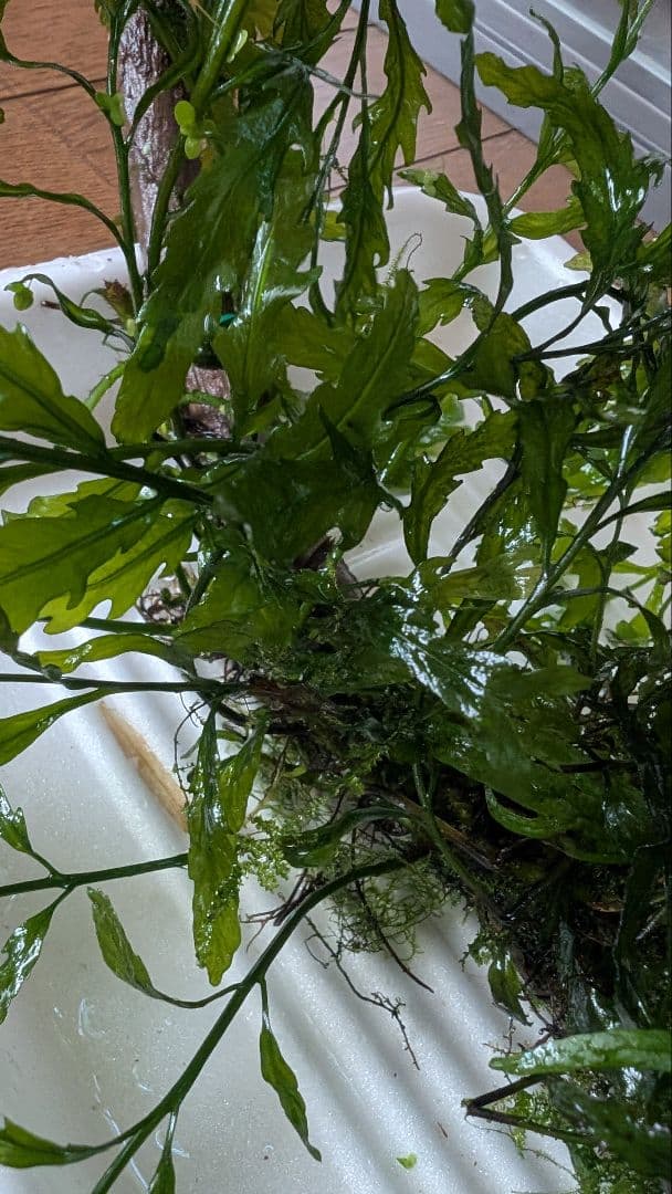 ボルビティスヒュディロティ大株（葉約30枚）とトライデントとウィローモス活着流木