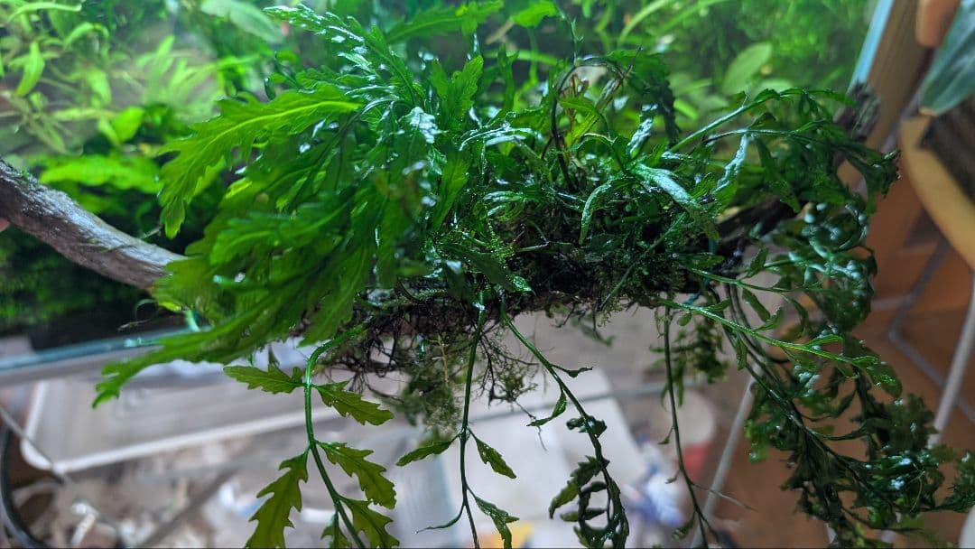 ボルビティスヒュディロティ大株（葉約30枚）とトライデントとウィローモス活着流木