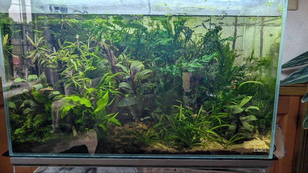 ボルビティスヒュディロティ大株（葉約30枚）とトライデントとウィローモス活着流木