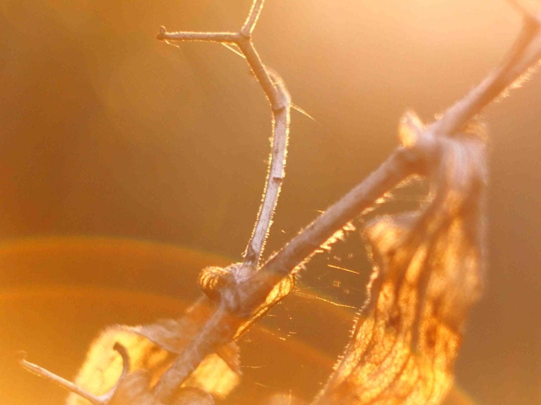 ヘリオス　44-2　M42マウント