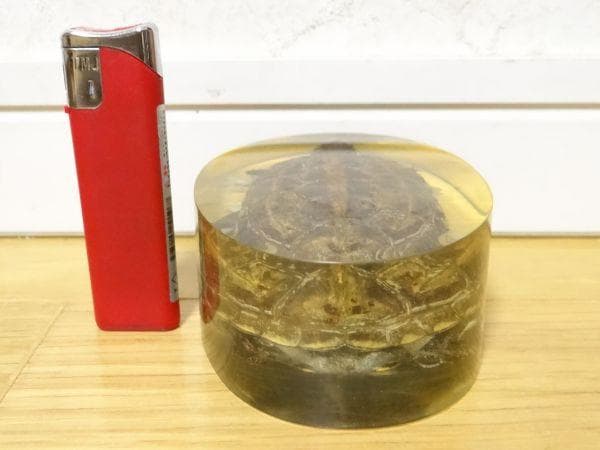 80年代 ビンテージ 亀 クサガメ 蟹 標本 透明 文鎮 水中花 縁起物 当時物