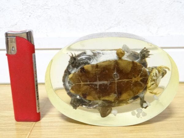 80年代 ビンテージ 亀 クサガメ 蟹 標本 透明 文鎮 水中花 縁起物 当時物