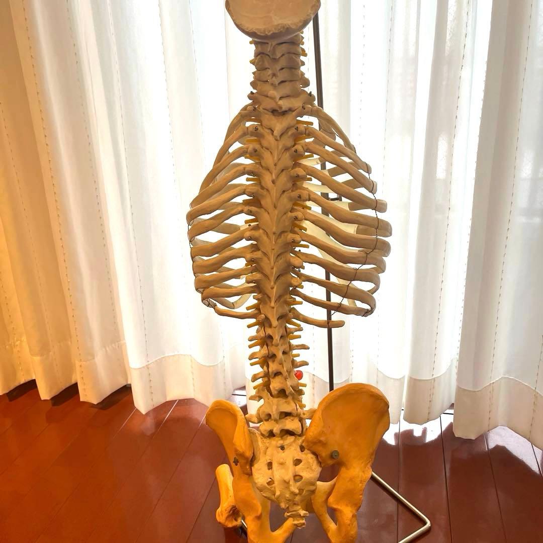 脊柱可動型モデル，胸郭，大腿骨付 3B Smart Anatomy