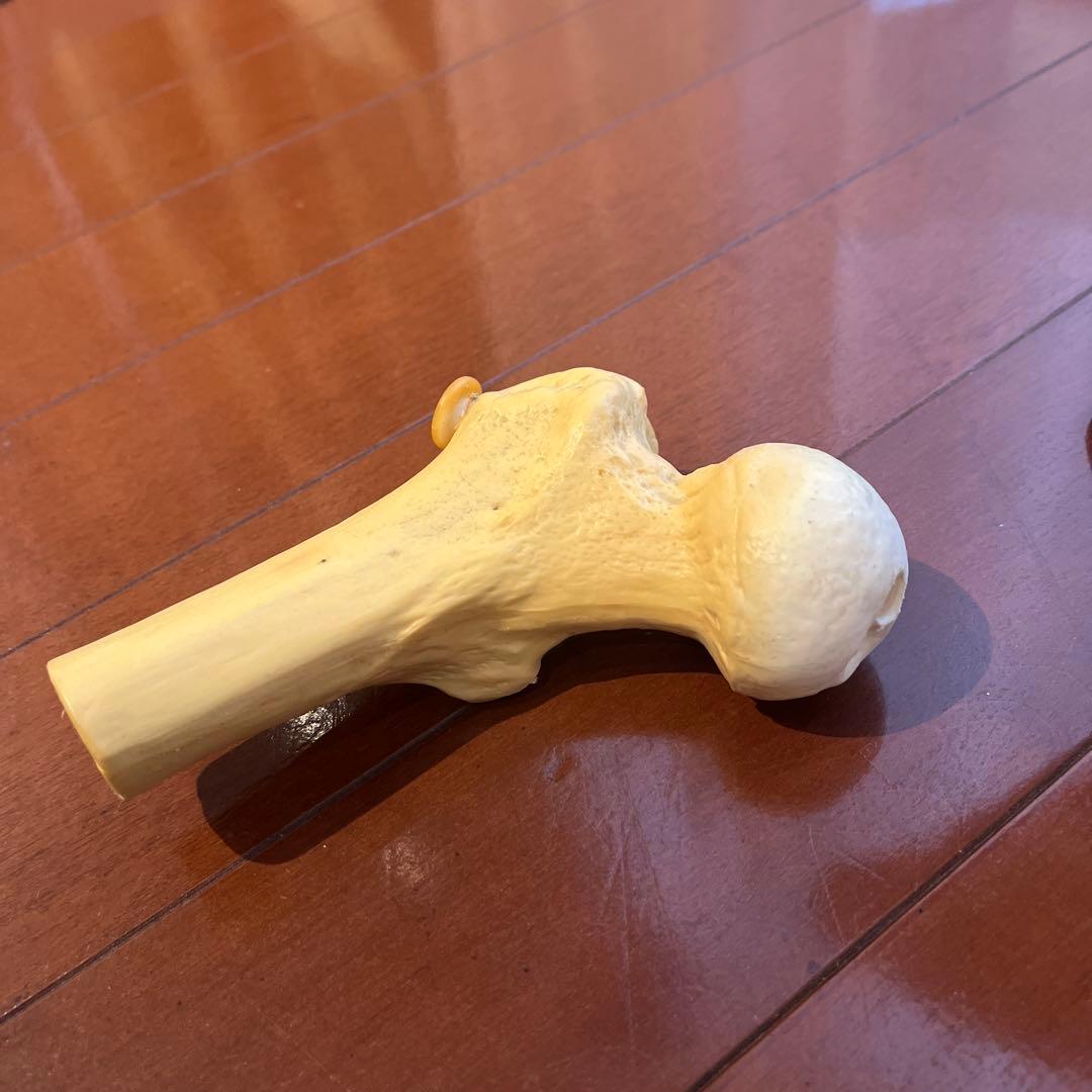 脊柱可動型モデル，胸郭，大腿骨付 3B Smart Anatomy