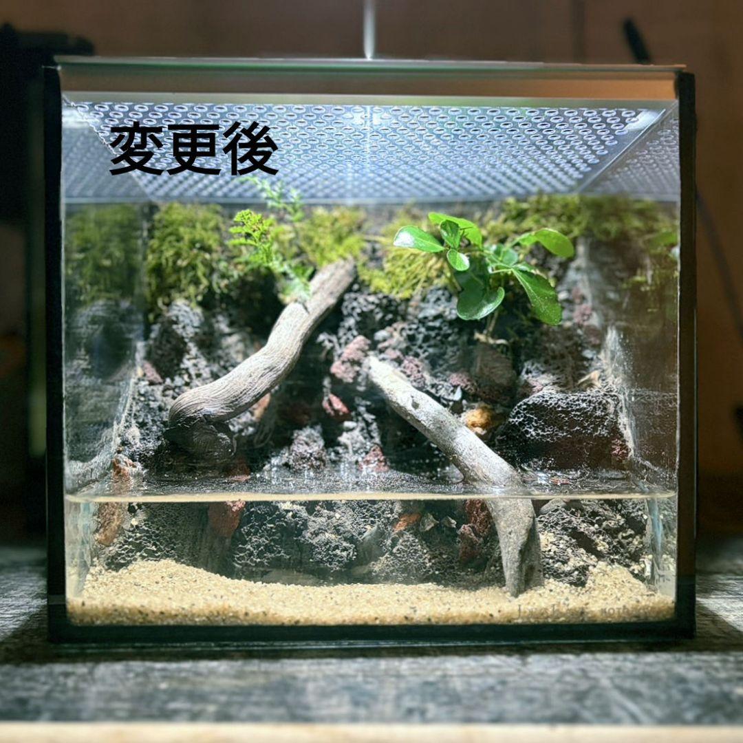 イモリウム　カマロ