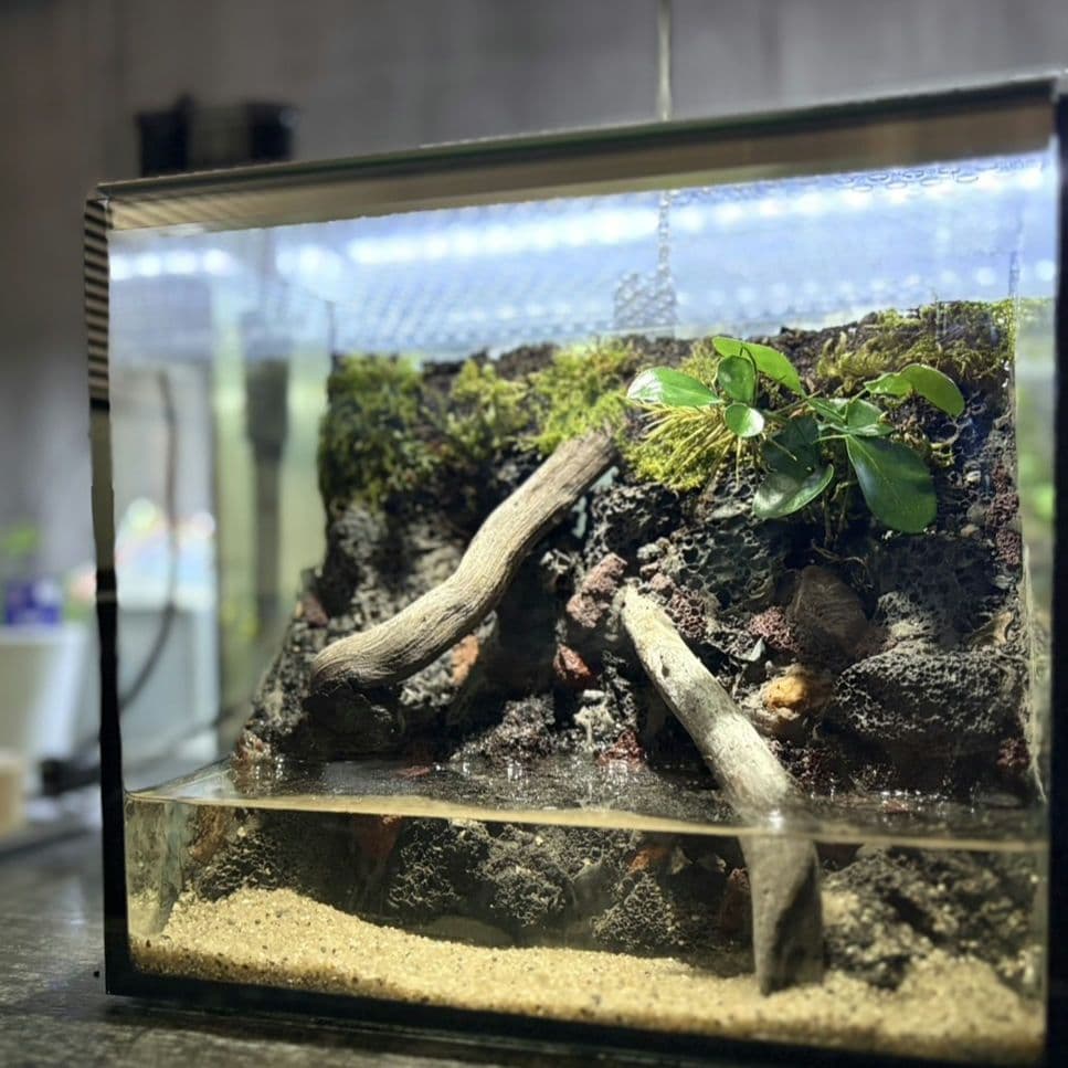 イモリウム　カマロ