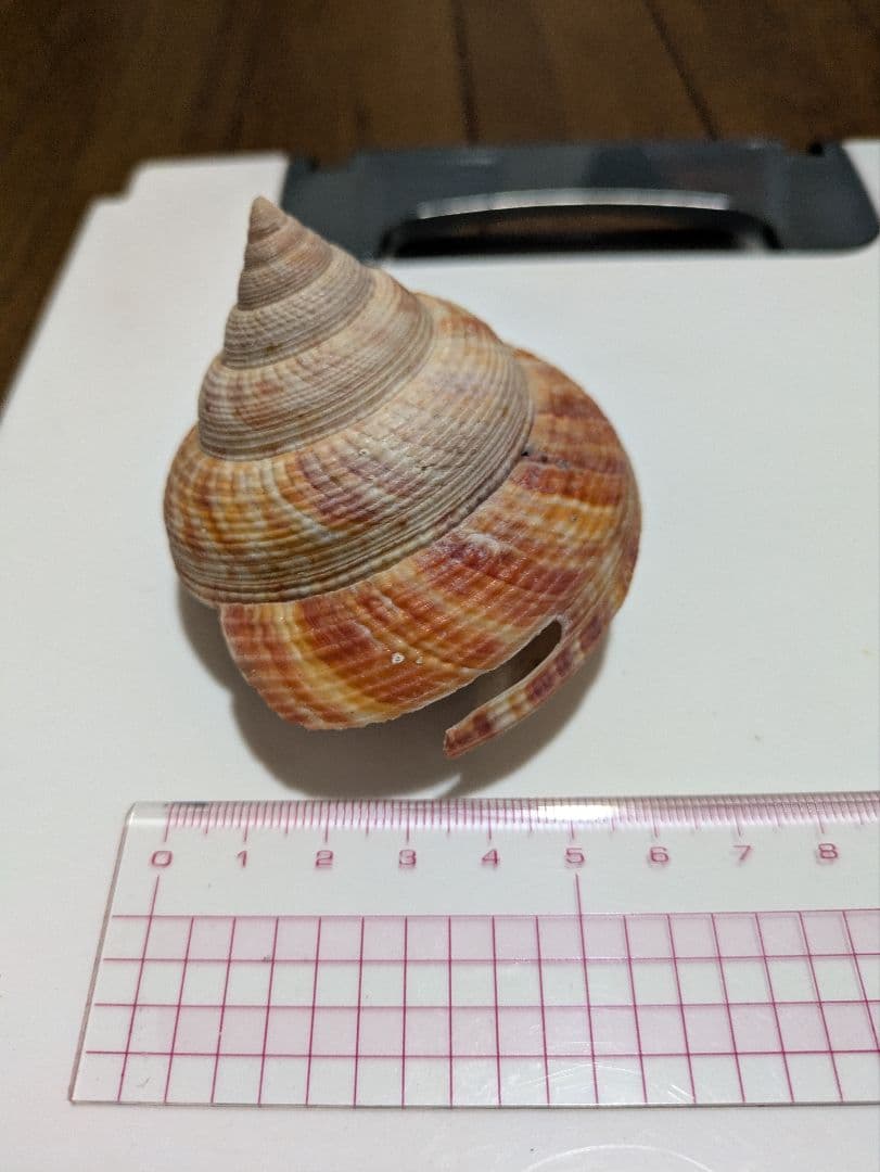 エビスガイ　オキナエビスガイ　オキナエビス貝