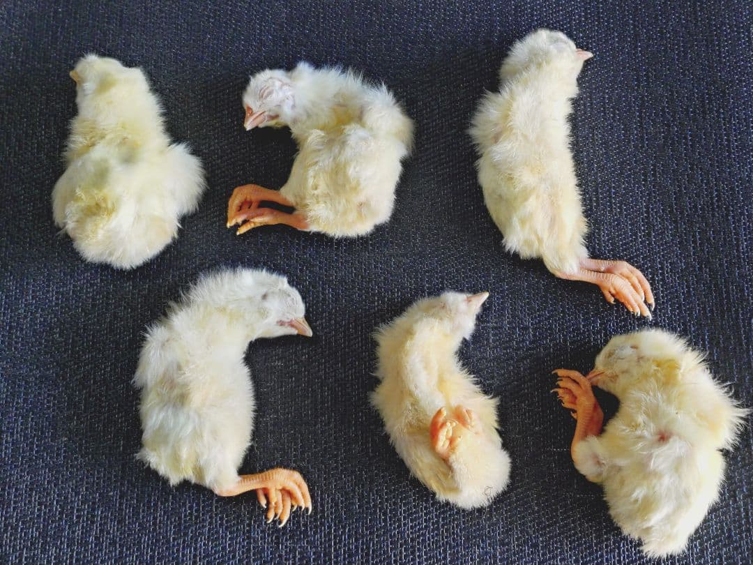 送料無料　冷凍ヒヨコ300羽