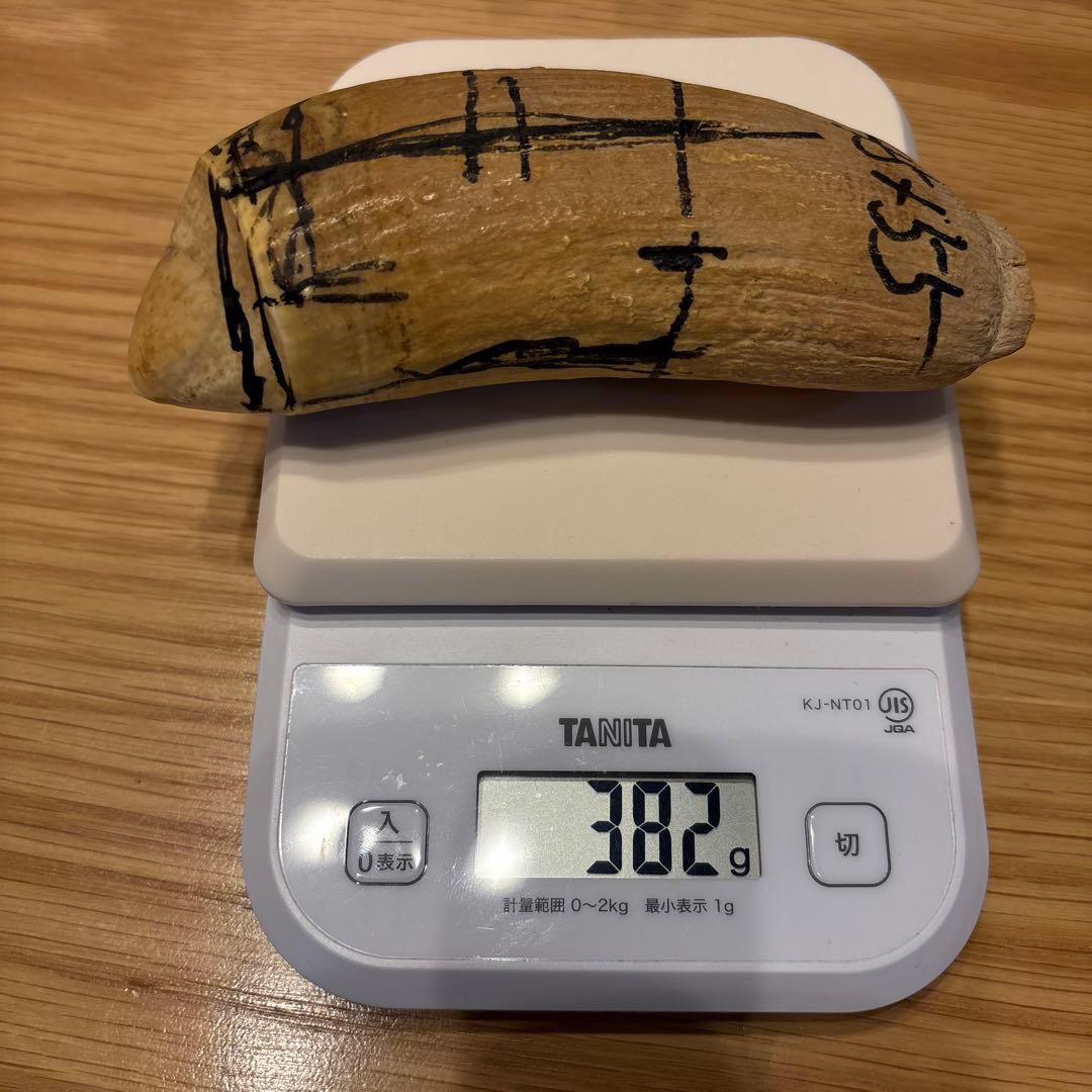マッコウクジラの歯 382g 鯨牙 鯨歯 歯牙 天然素材 歯 印材