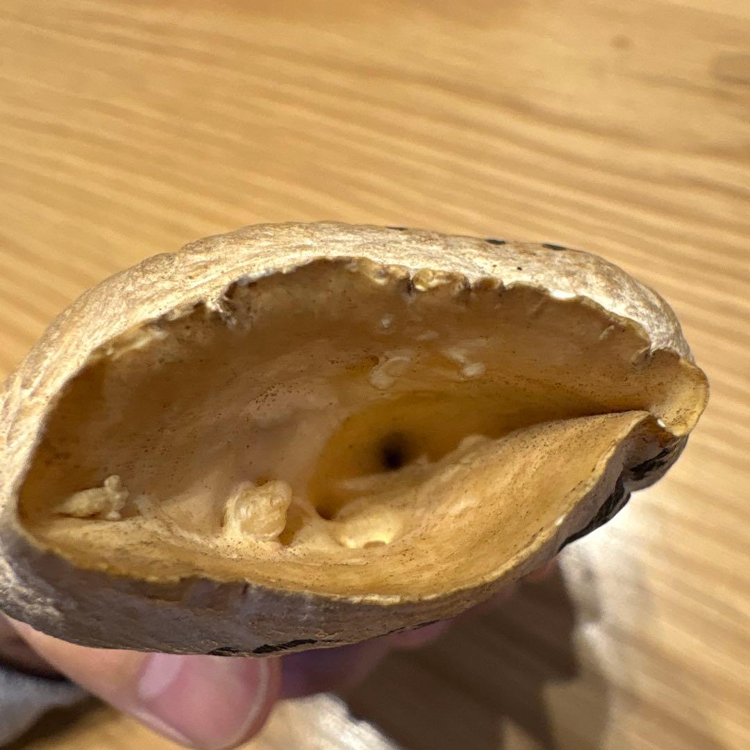 マッコウクジラの歯 382g 鯨牙 鯨歯 歯牙 天然素材 歯 印材