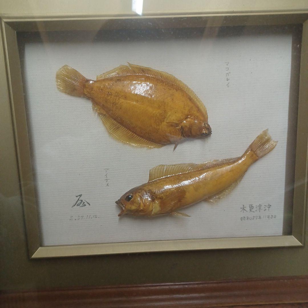 魚標本　　木更津沖　昭和53年